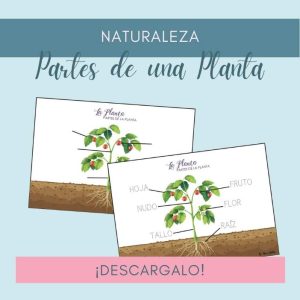 Partes-Planta