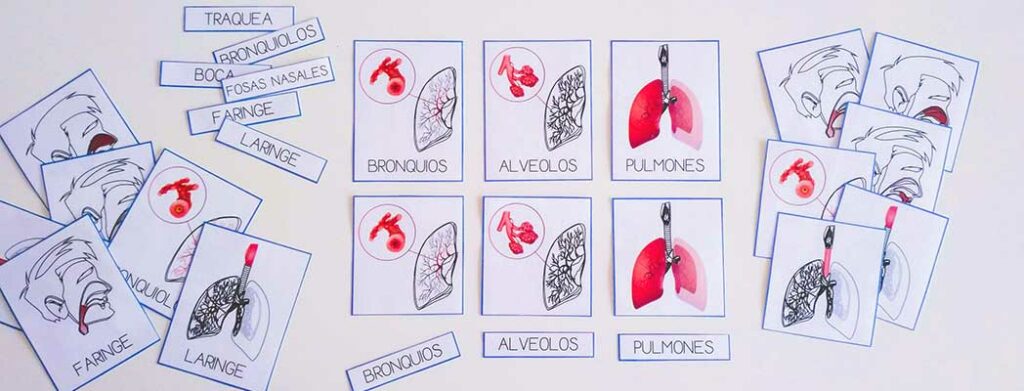 Sistema-Respiratorio Imprimible recurso educativo homeschooling