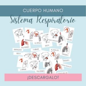 Sistema Respiratorio