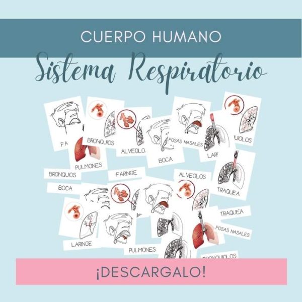 Sistema Respiratorio